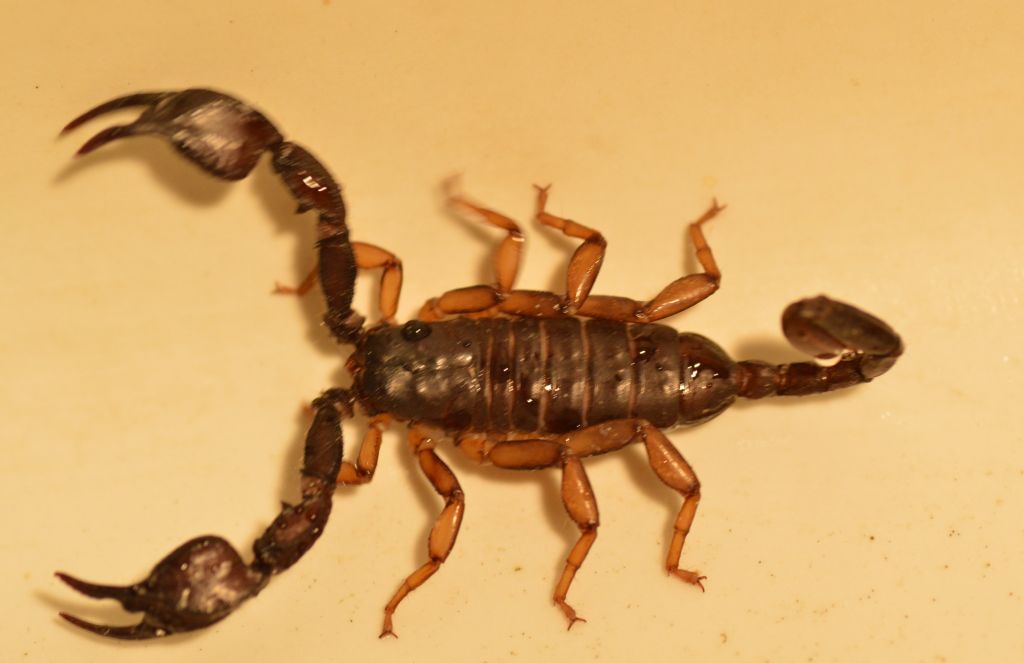 Euscorpius sp