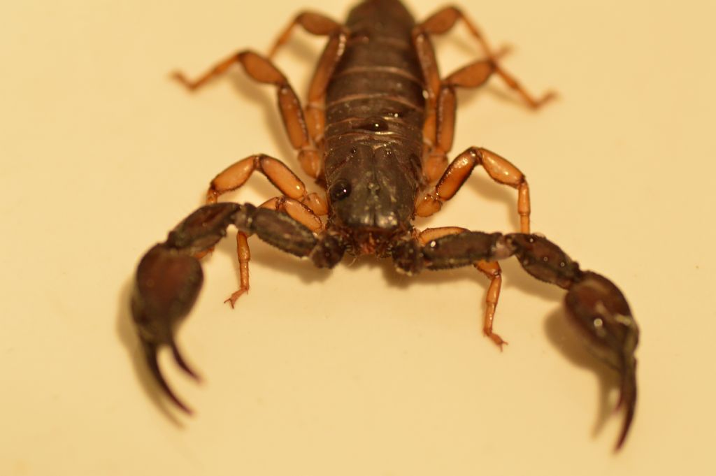 Euscorpius sp