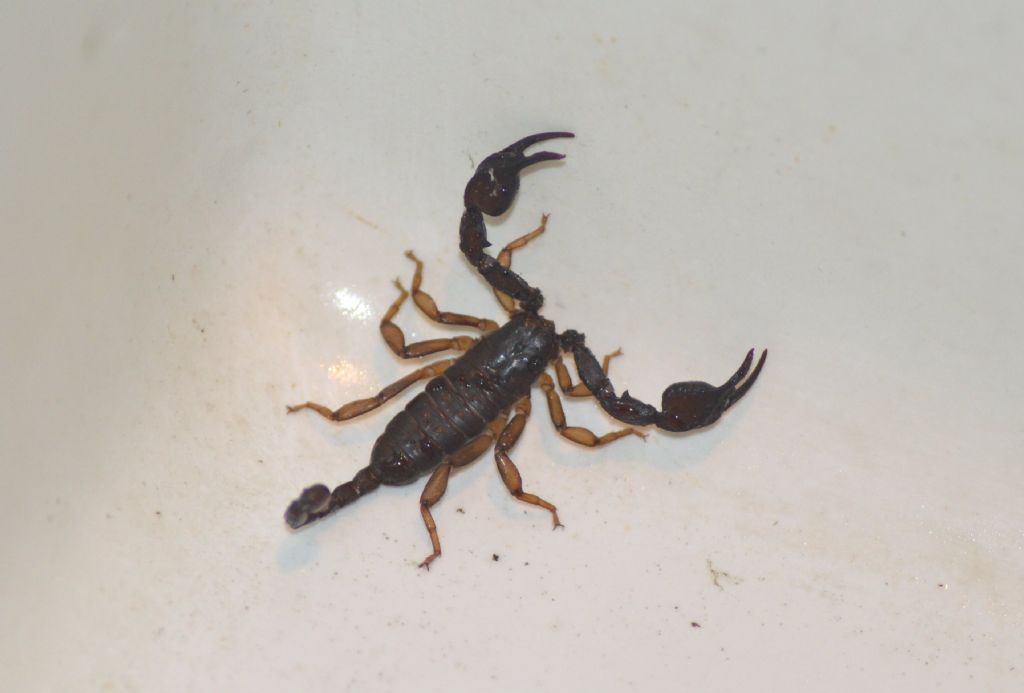 Euscorpius sp