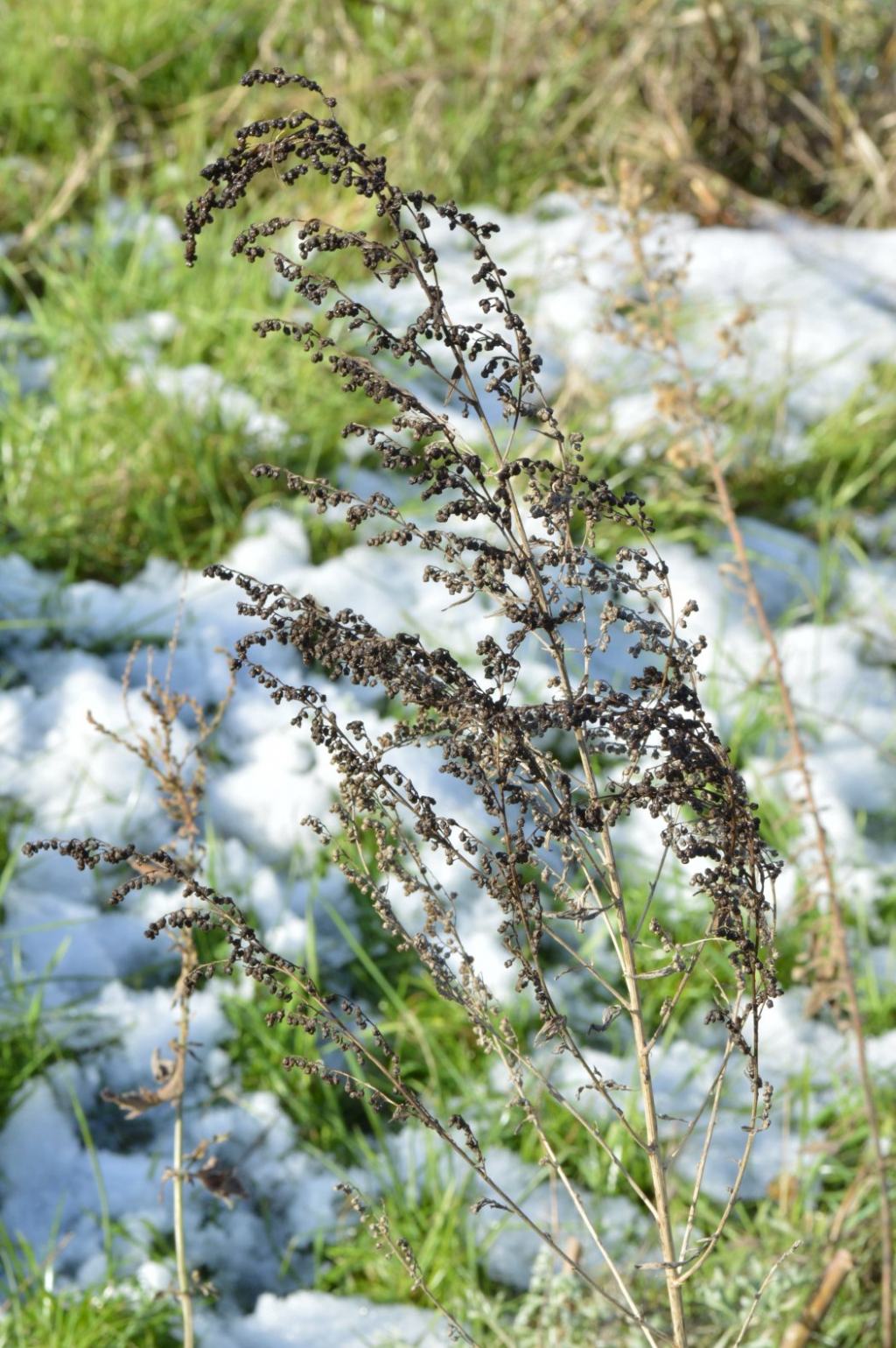 Artemisia absinthium / Assenzio vero