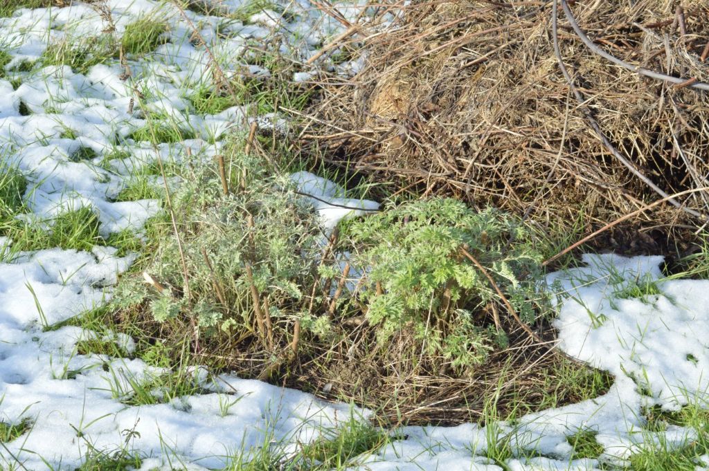 Artemisia absinthium / Assenzio vero