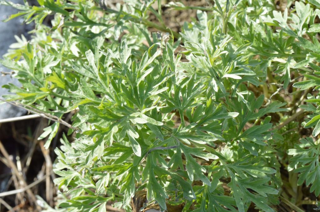 Artemisia absinthium / Assenzio vero