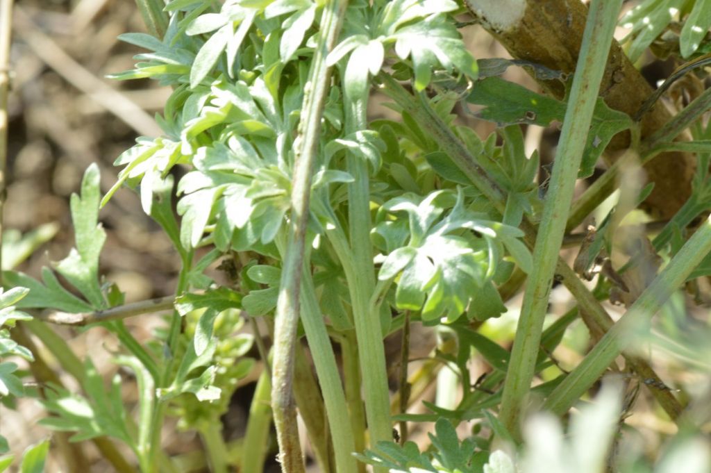 Artemisia absinthium / Assenzio vero