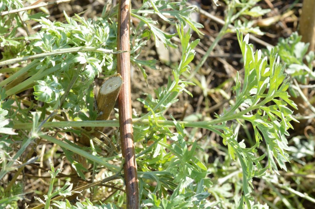 Artemisia absinthium / Assenzio vero