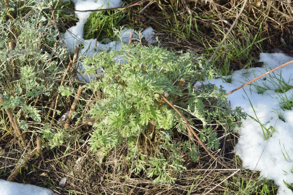 Artemisia absinthium / Assenzio vero