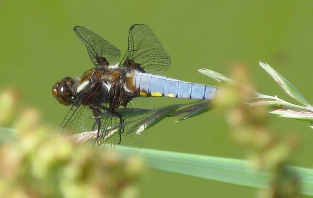 da identificare - Libellula depressa