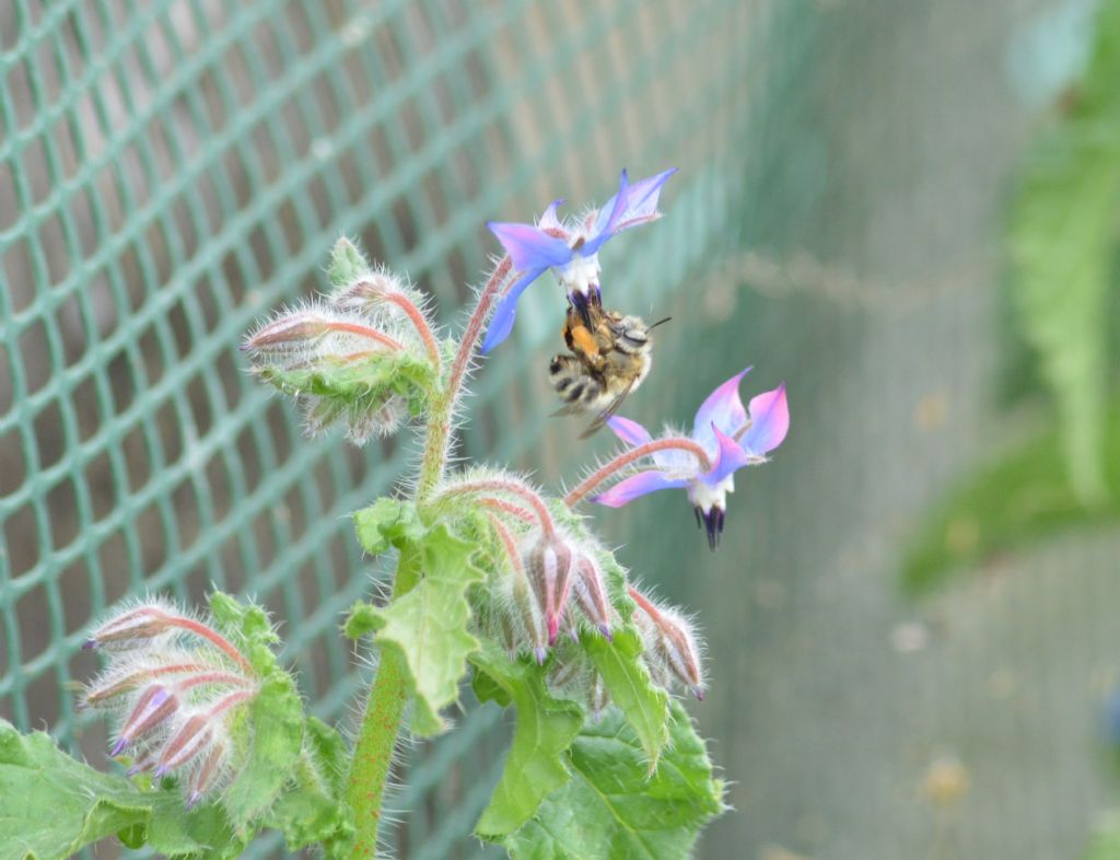 Femmina di Anthophora sp.