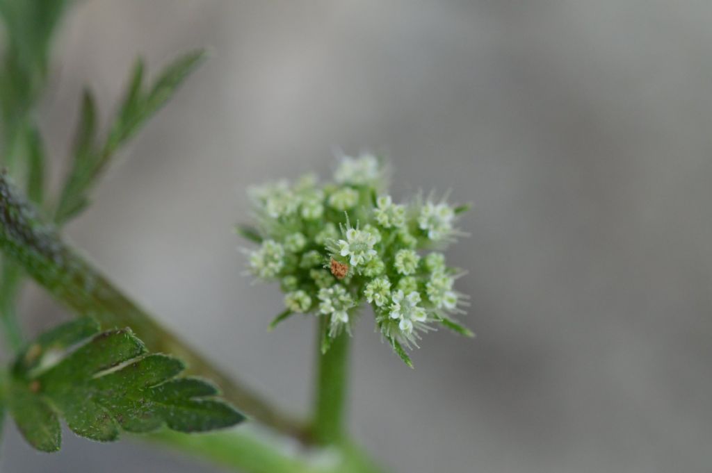 Torilis nodosa