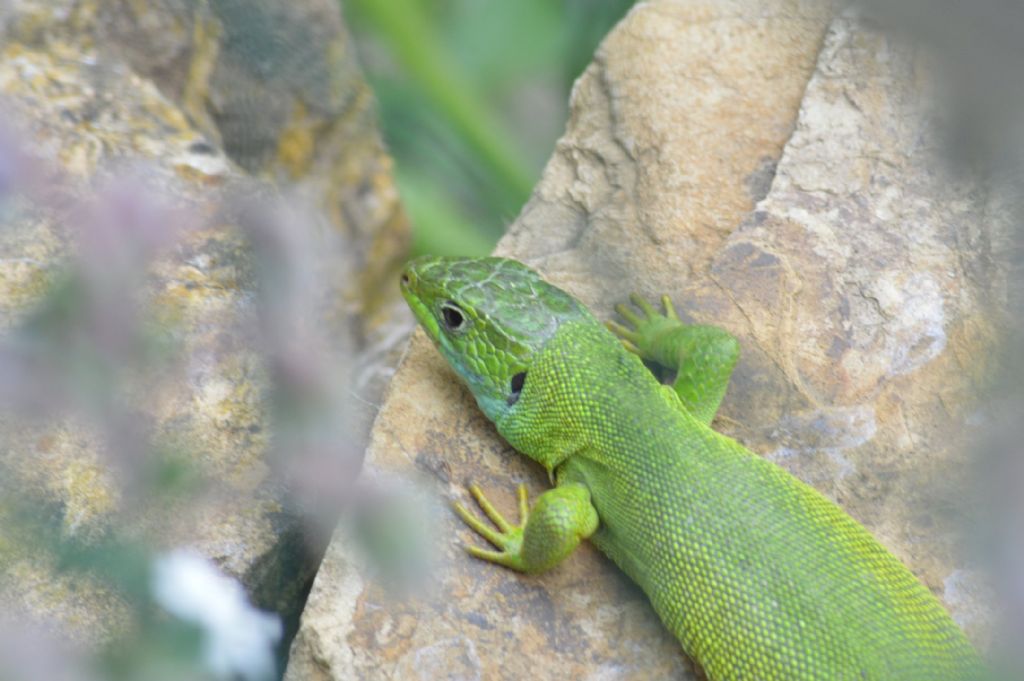 L. bilineata,  femmina?