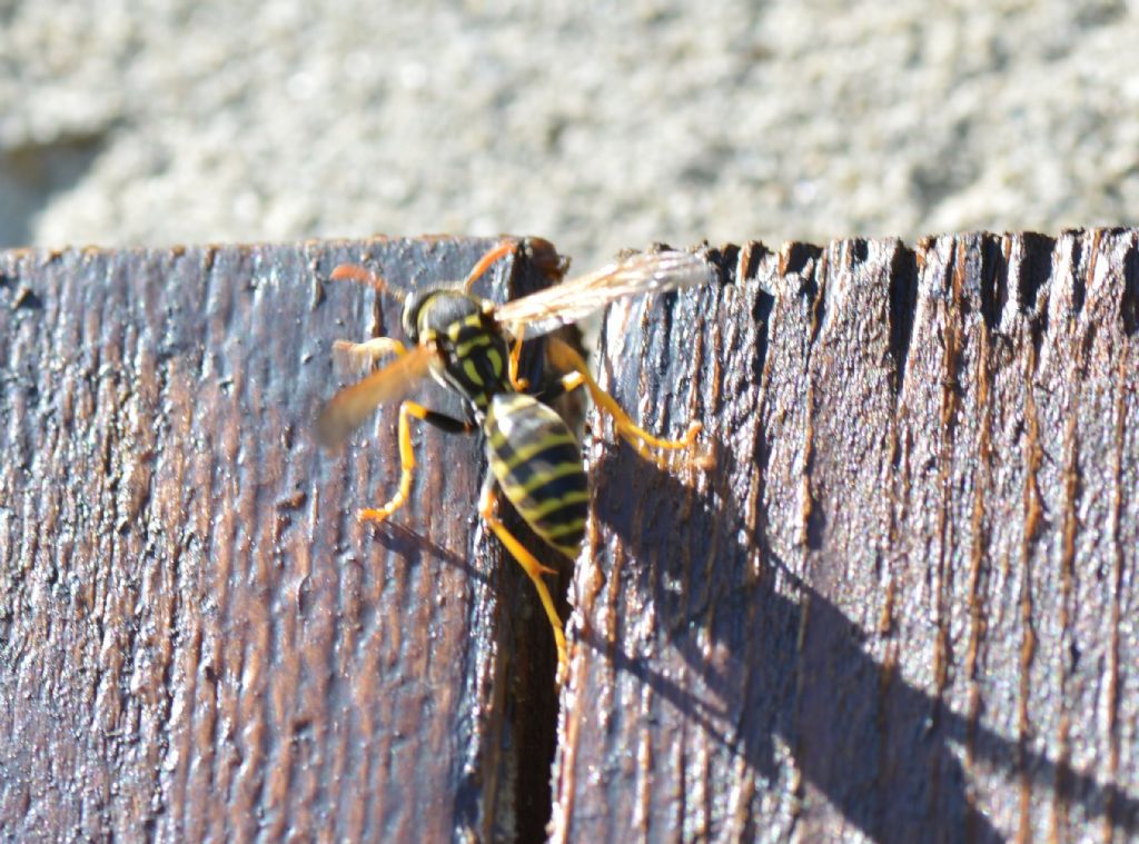 Polystes dominula