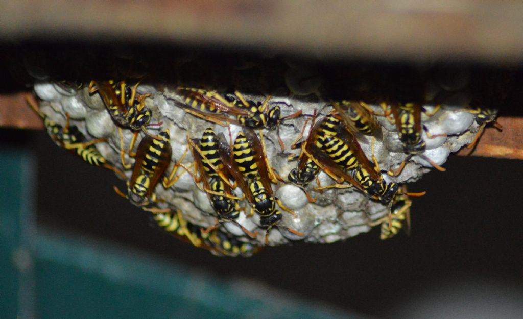 Polistes dominula, Vespidae