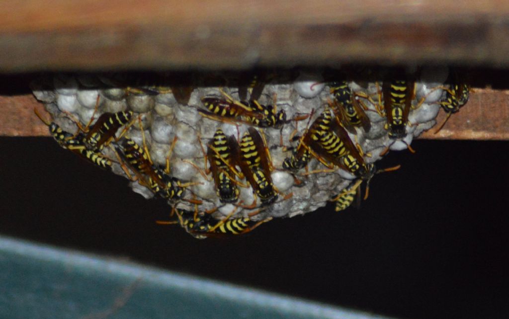 Polistes dominula, Vespidae