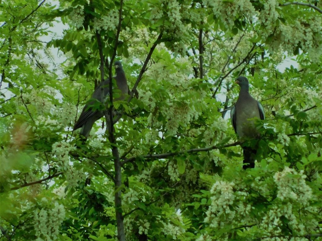 Chi sono ? Colombacci (Columba palumbus)