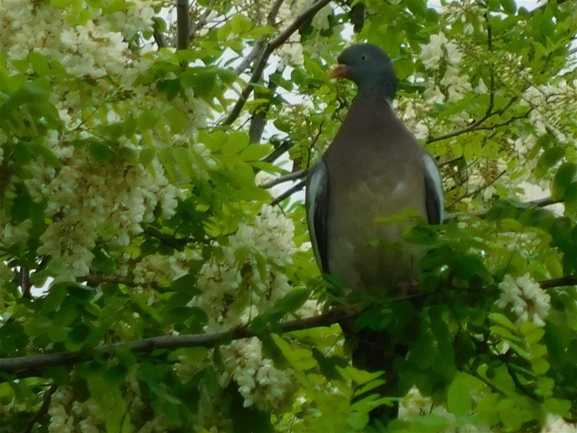 Chi sono ? Colombacci (Columba palumbus)