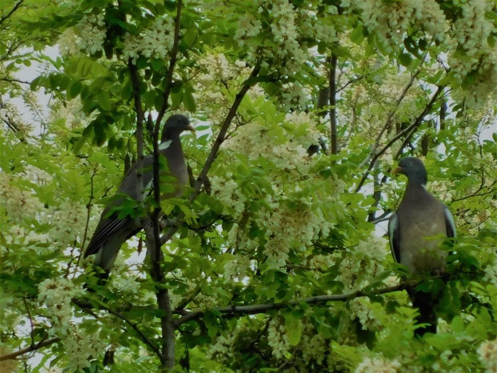 Chi sono ? Colombacci (Columba palumbus)