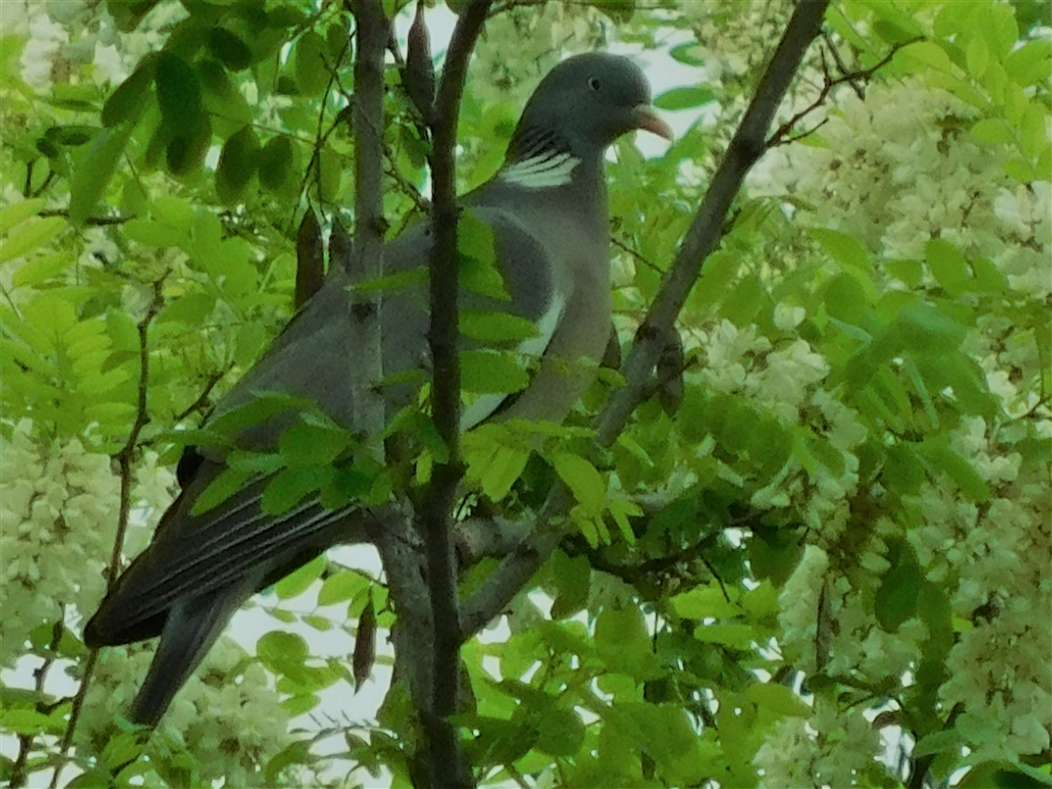 Chi sono ? Colombacci (Columba palumbus)