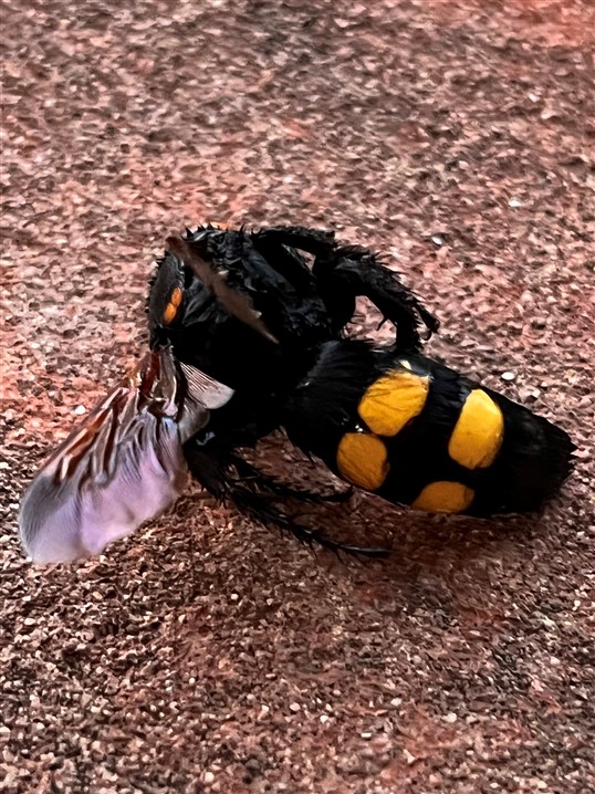 Scoliidae: Megascolia cfr.  maculata flavifrons