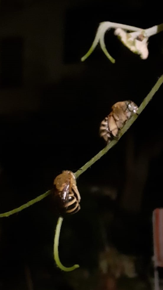 Amegilla sp. (Apidae Anthophorinae)