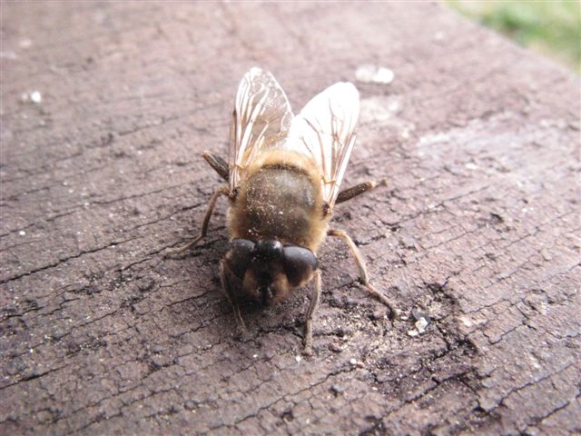 Eristalis tenax svernante