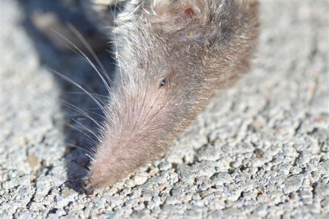 Crocidura sp. - Colline piacentine