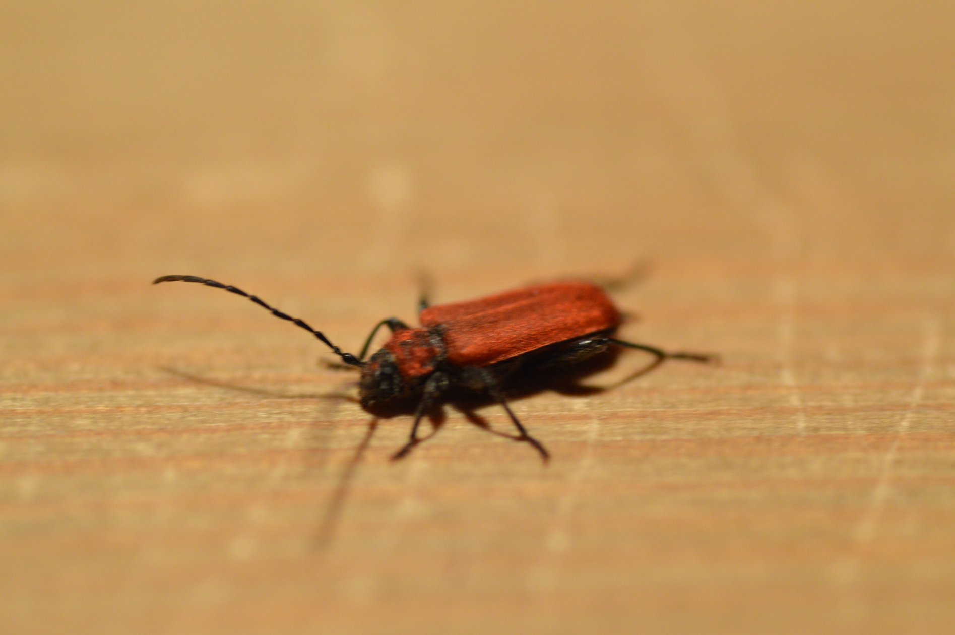 Pyrrhidium sanguineum, Cerambycidae