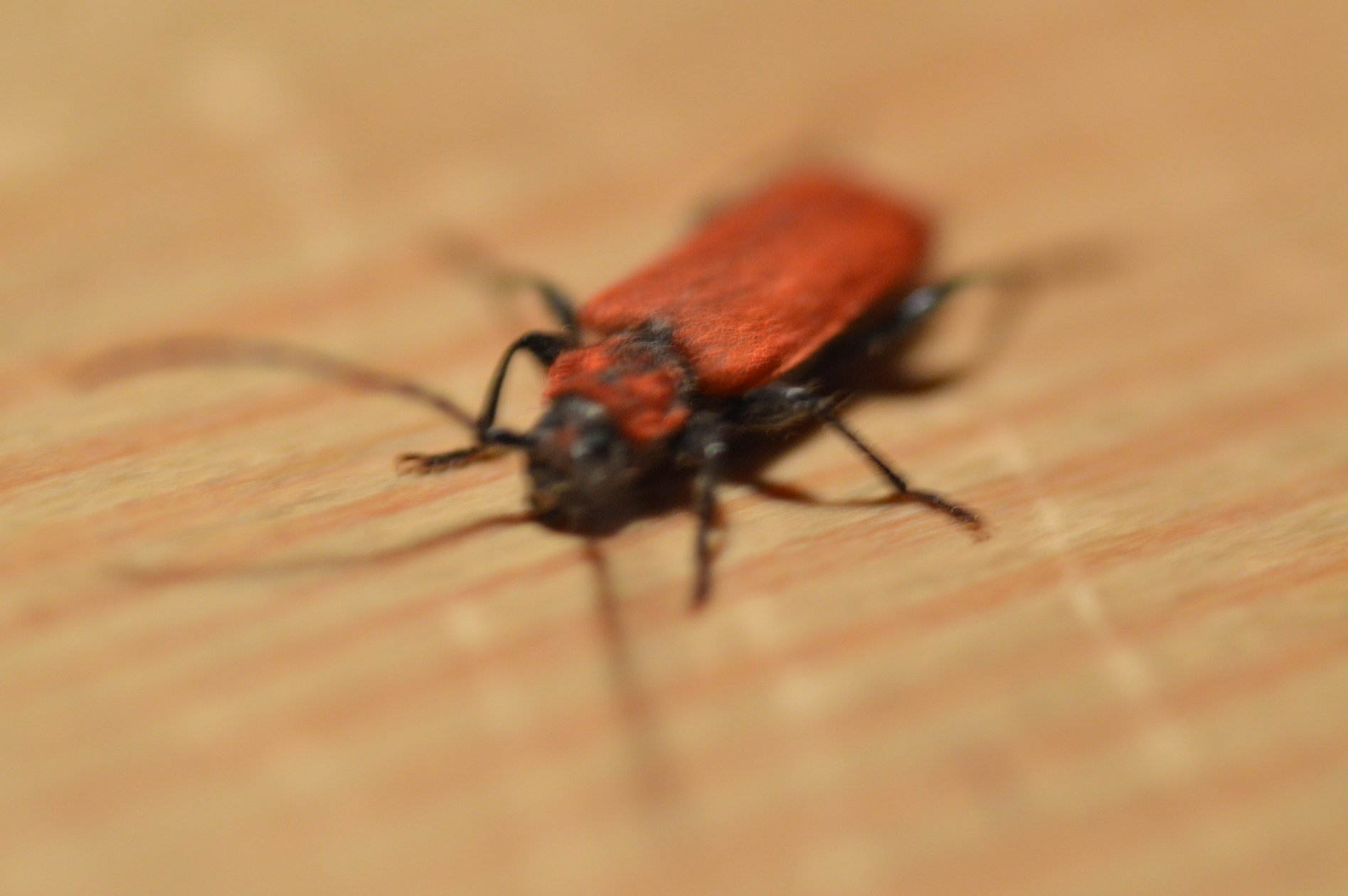 Pyrrhidium sanguineum, Cerambycidae