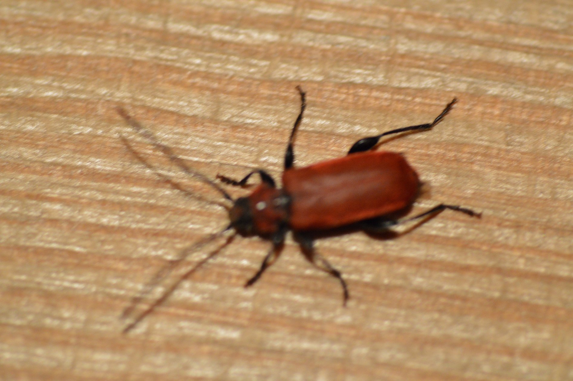 Pyrrhidium sanguineum, Cerambycidae