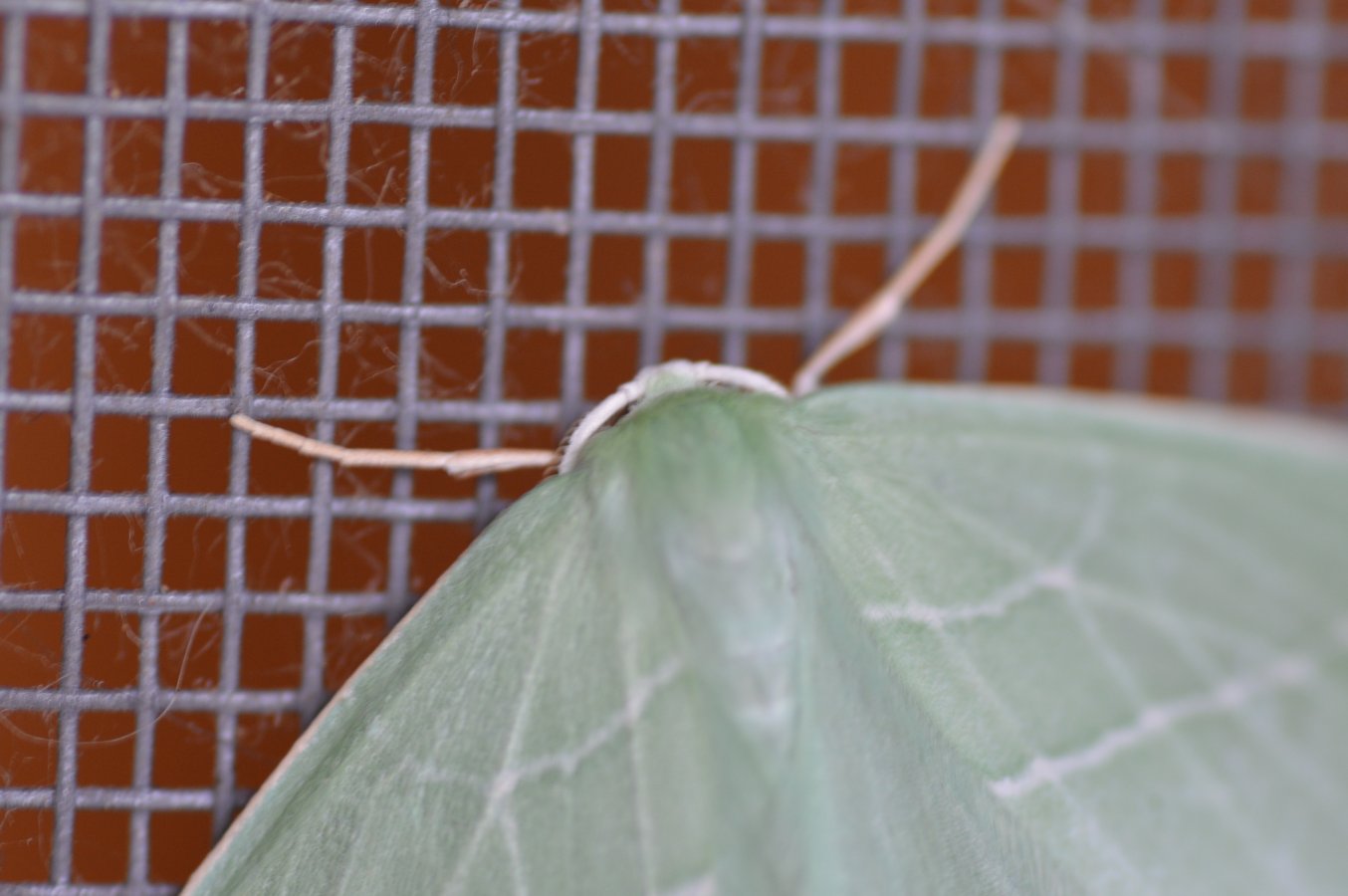 da id.- Hemistola chrysoprasaria