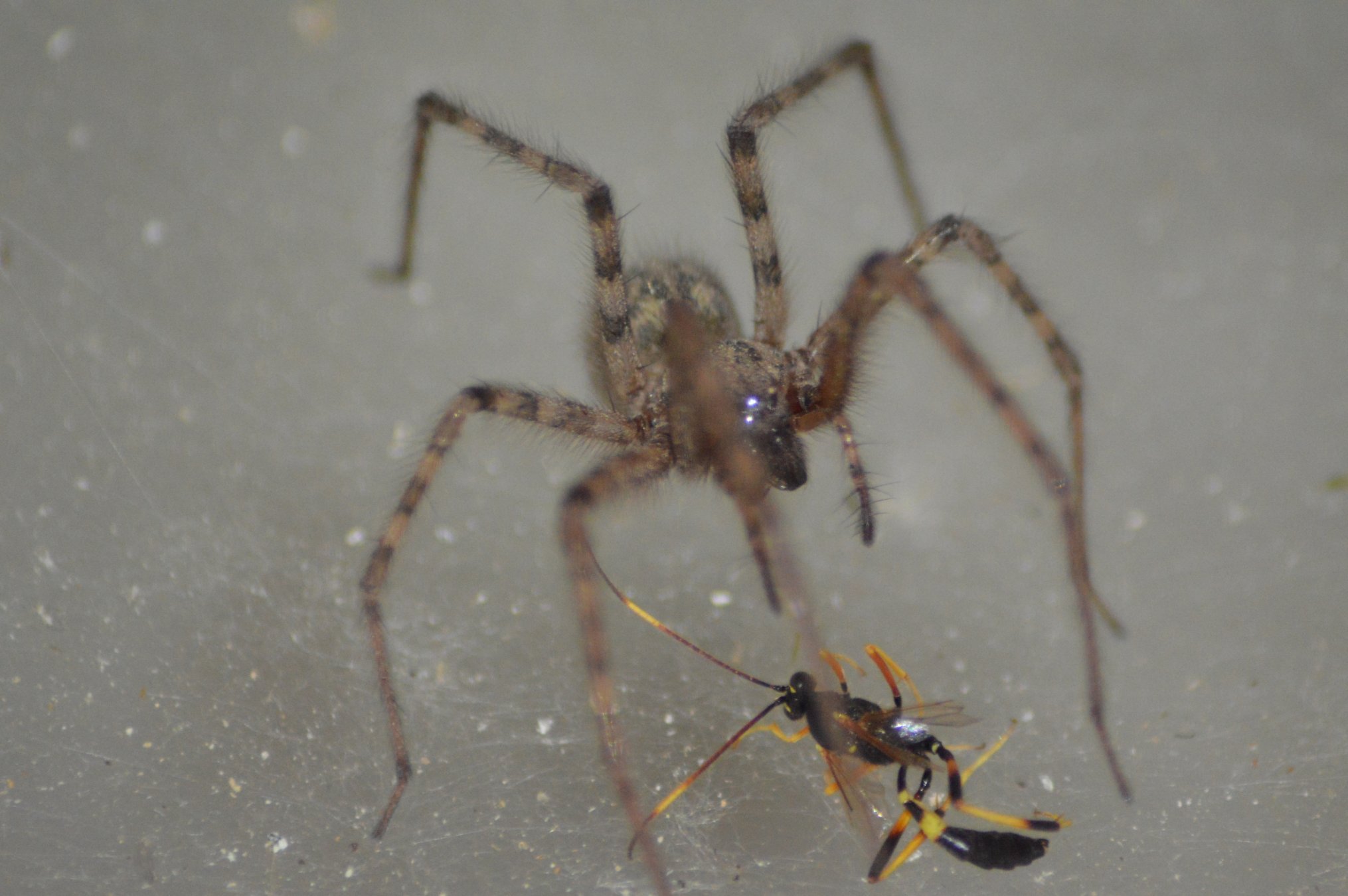 Tegenaria parietina preda imenottero - Ziano Piacentino (PC)