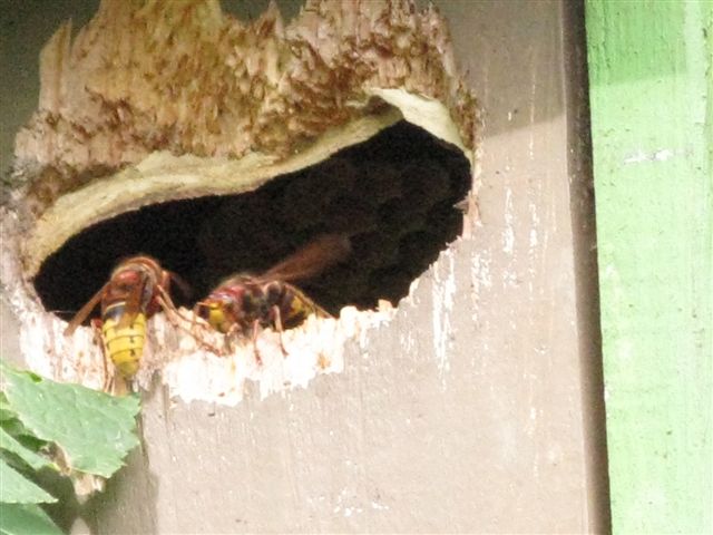 Vespe (Vespa crabro) in un nido artificiale
