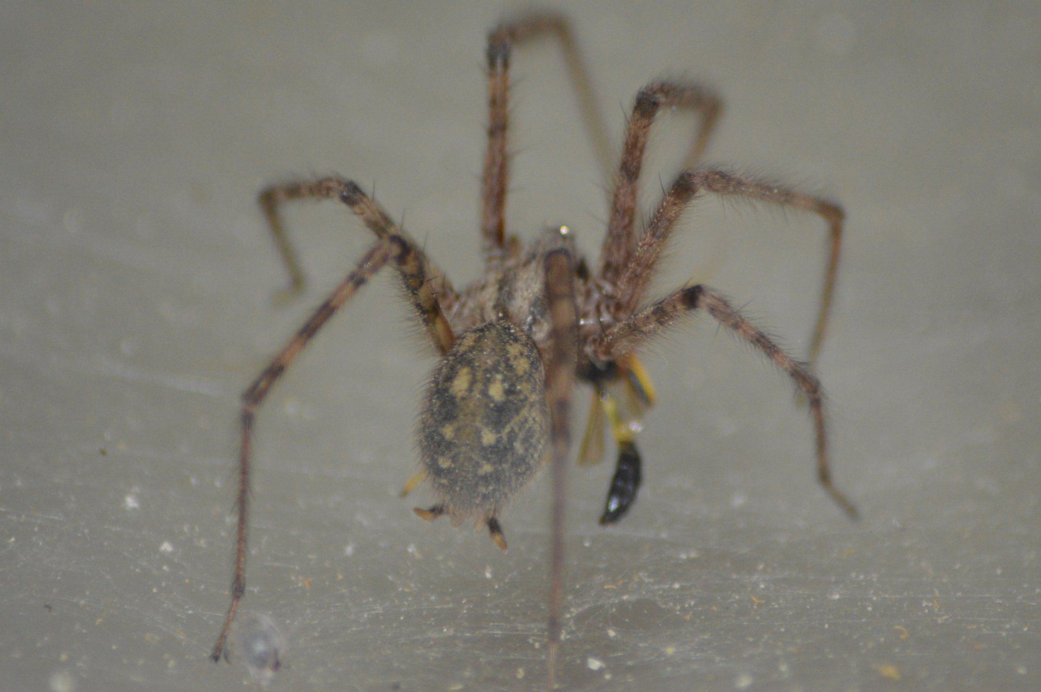 Tegenaria parietina preda imenottero - Ziano Piacentino (PC)