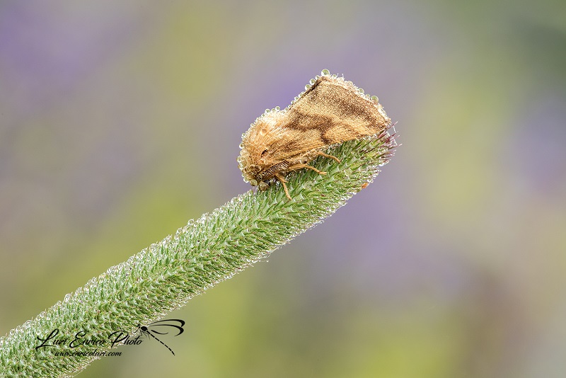 Quale falena ? Malacosoma (Clisiocampa) castrense - Lasiocampidae