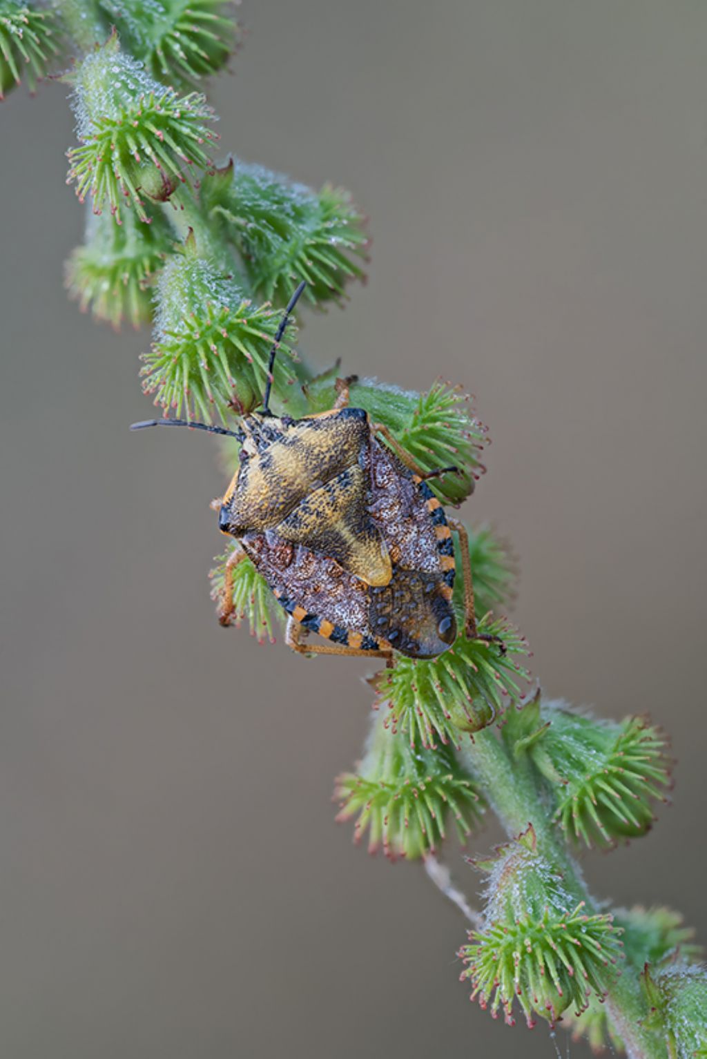 Pentatomidae: Carpocoris pudicus