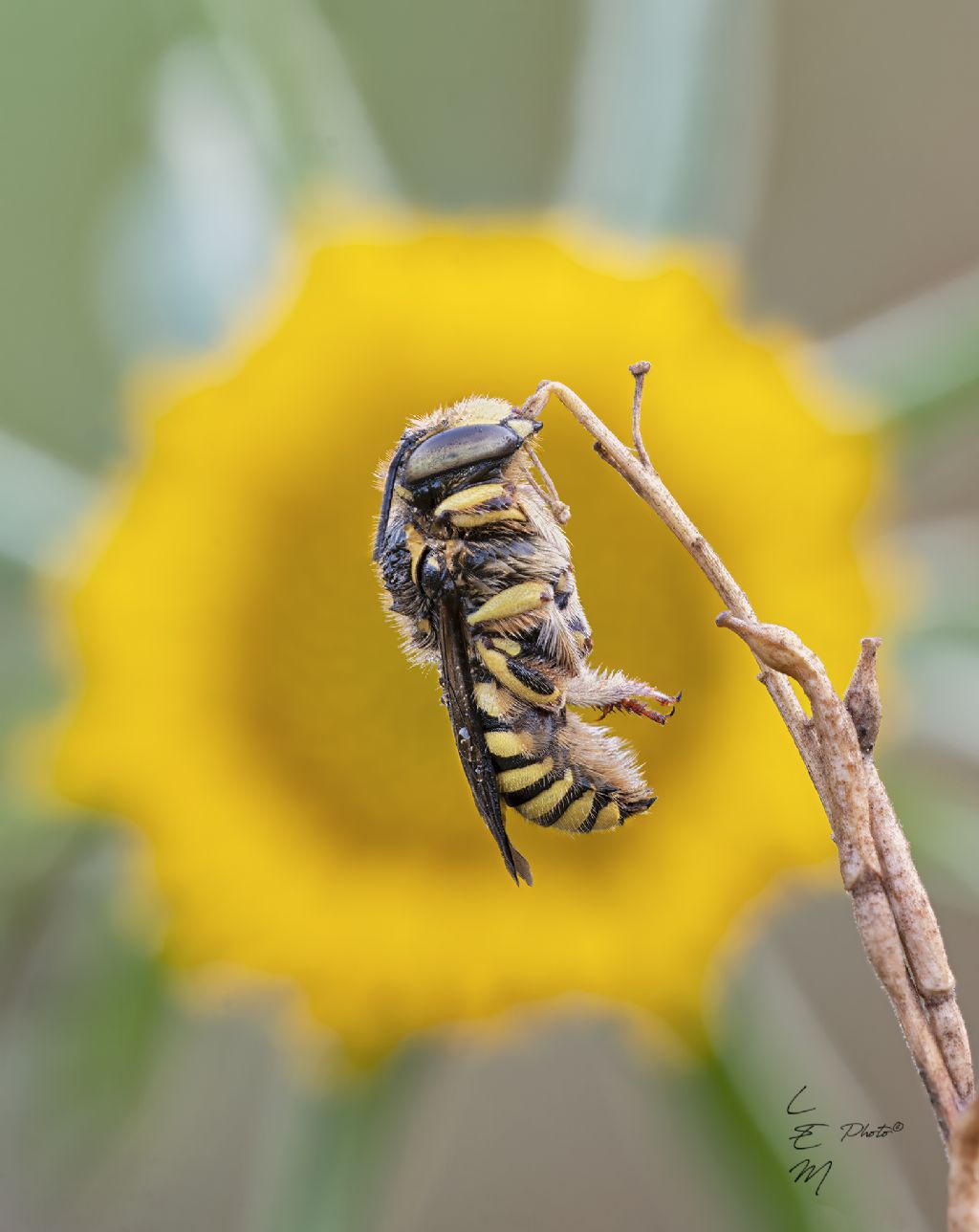 Anthidium sp.