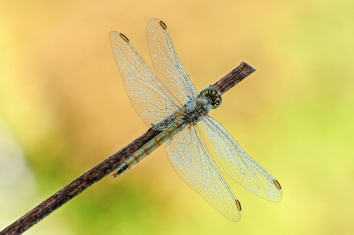 Sympetrum Fonscolombi femmina ?