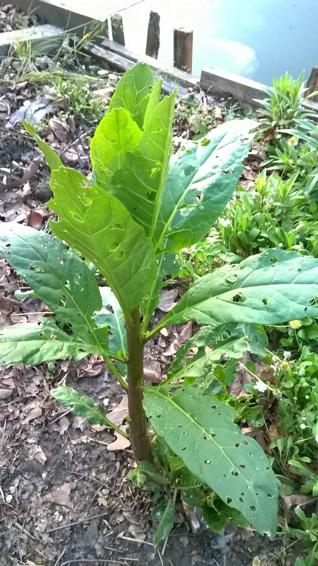 Phytolacca americana