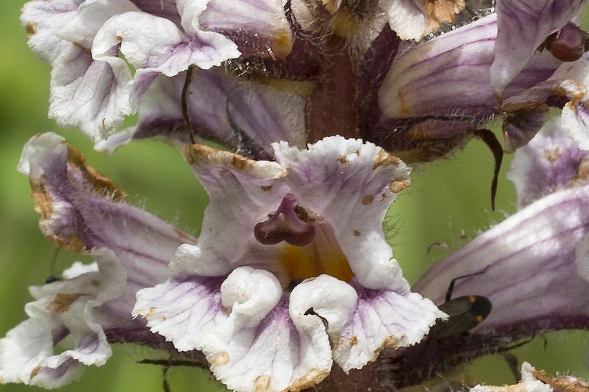 Orobanche crenata