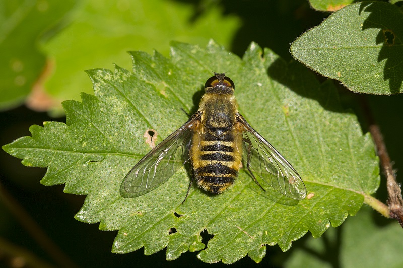 Villa sp. (Bombyliidae)