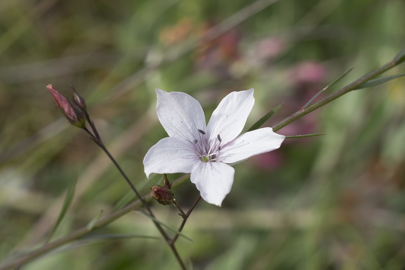 Linum tenuifolium