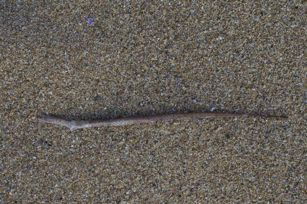 Identificazione pesce sardo spiaggiato (Syngnathus typhle)