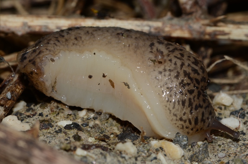 Limax maximus dal Lago d''Averno, Pozzuoli (NA)