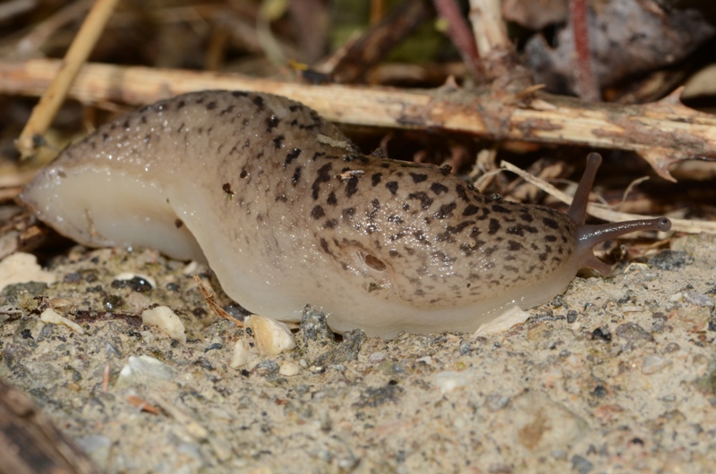 Limax maximus dal Lago d''Averno, Pozzuoli (NA)