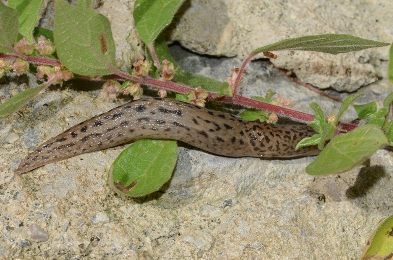 Limax maximus dal Lago d''Averno, Pozzuoli (NA)