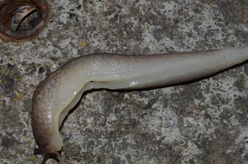 Limax maximus dal Lago d''Averno, Pozzuoli (NA)