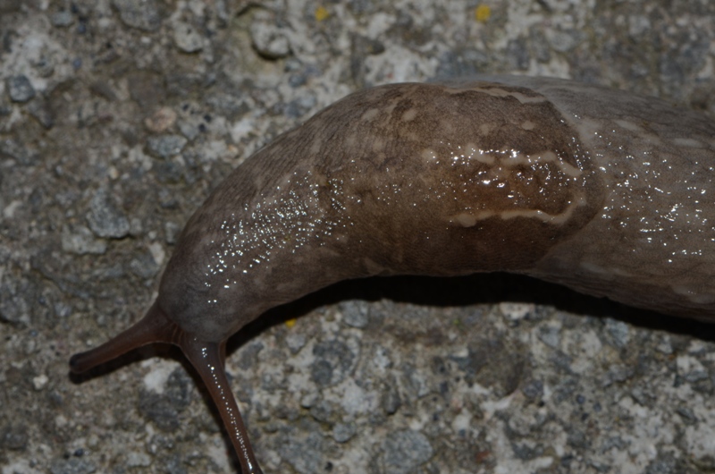 Limax maximus dal Lago d''Averno, Pozzuoli (NA)