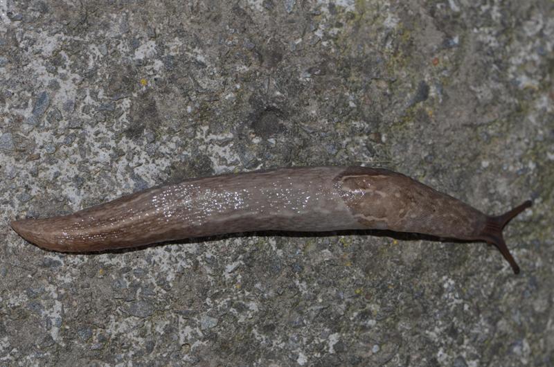 Limax maximus dal Lago d''Averno, Pozzuoli (NA)