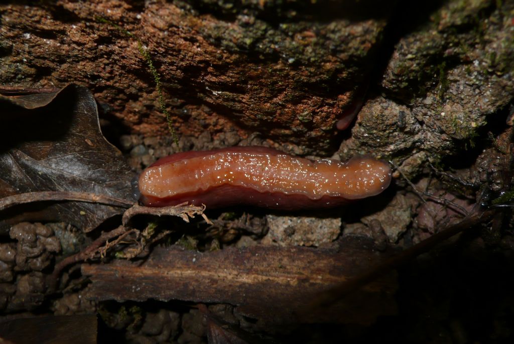 Limax dacampi da Romanengo (CR)