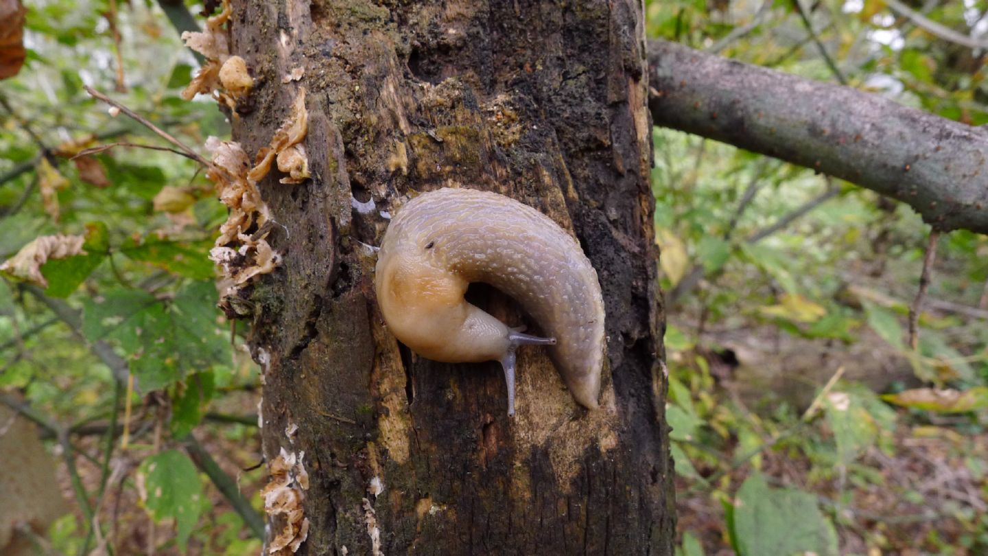 Limacidae da Viadana (MN)