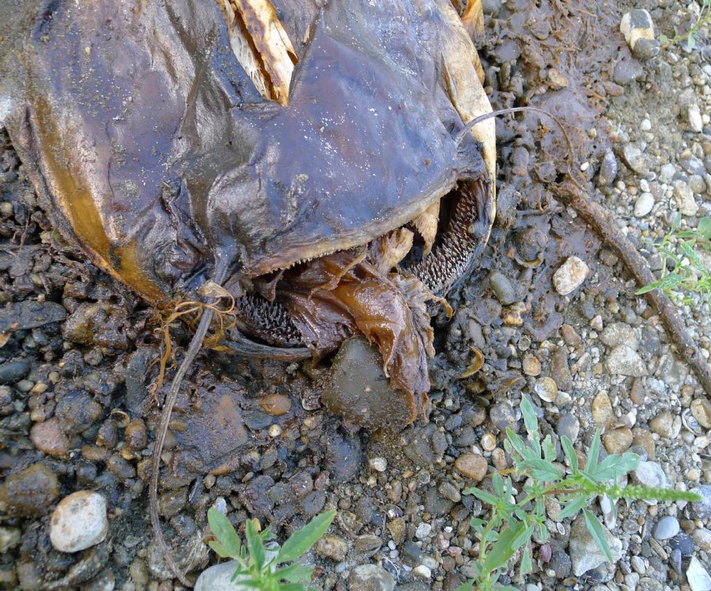 Cranio di Siluriformes (ex strano 