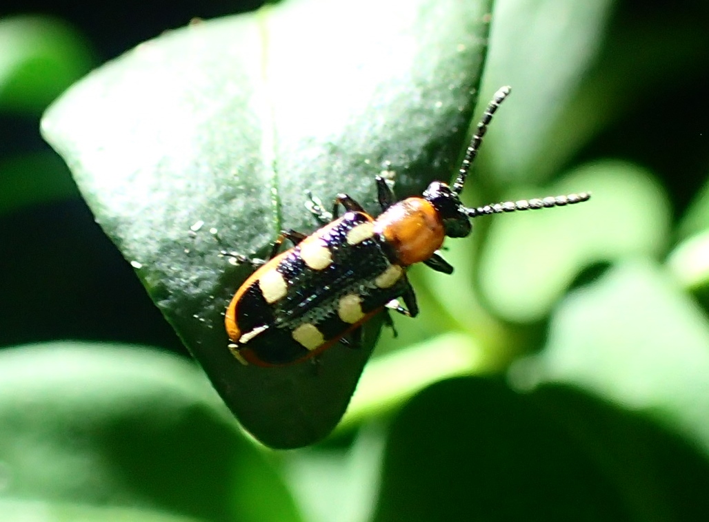 Coleotterino variopinto:  Crioceris asparagi (Chrysomelidae)